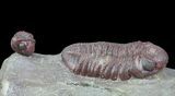 Red Barrandeops Trilobite With Enrolled Specimen #66343-1